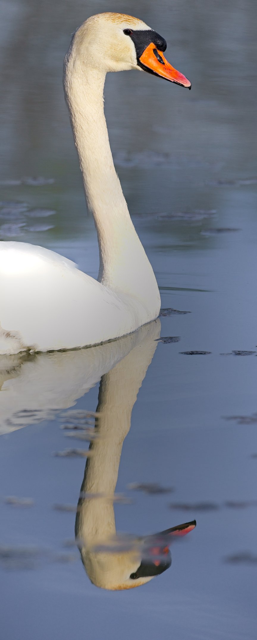 A graceful mute swan with pristine white plumage, a long curved neck, and a distinctive orange beak featuring a black base and knob floats serenely on calm water, with its elegant reflection mirrored below.